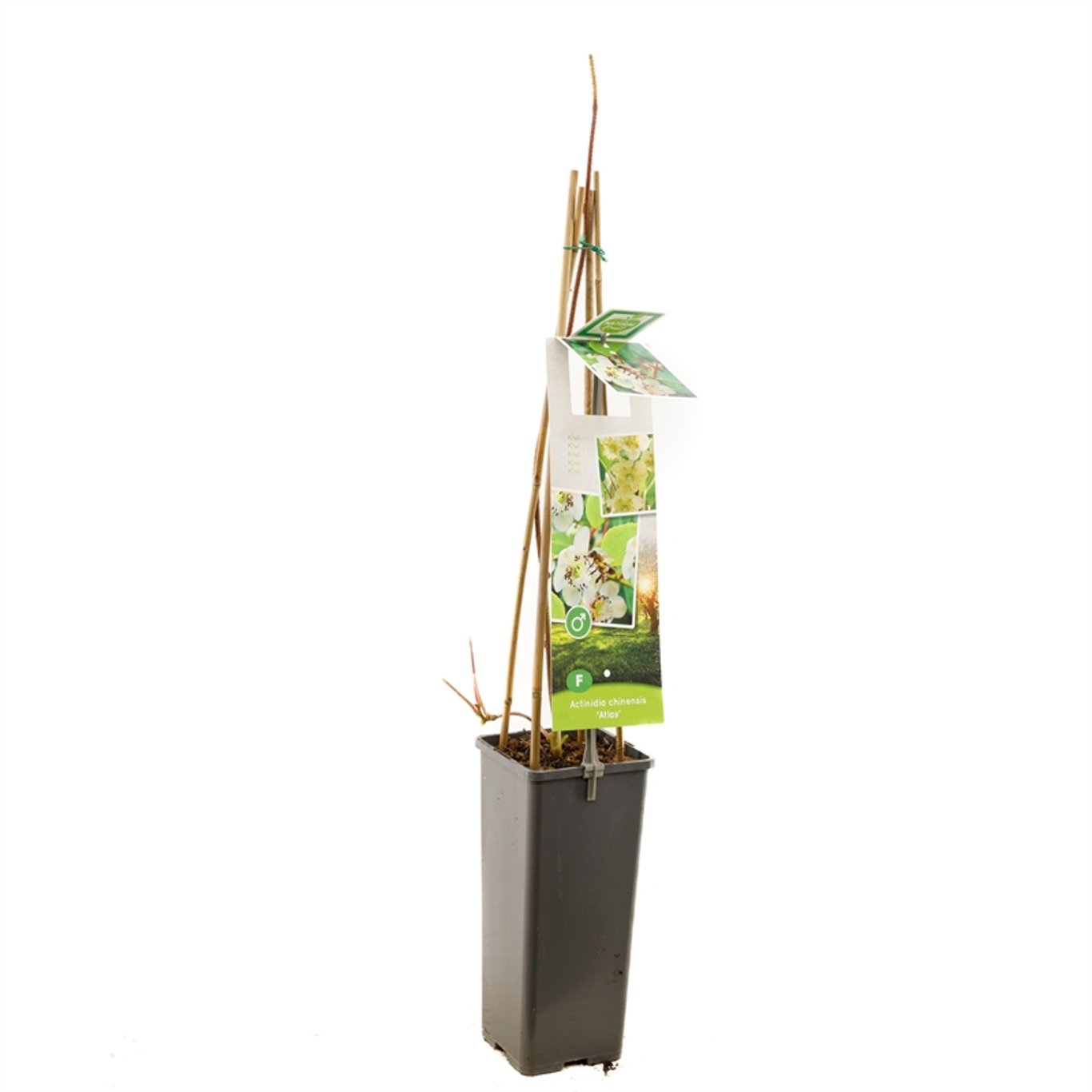 Actinidia d. 'Atlas' - C2 50-60 CM